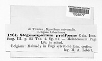 Prosthecium pyriforme image
